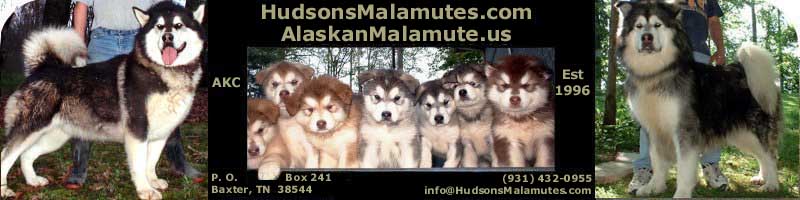 Hudsons Alaskan Malamutes - AKC bred for temperament, quality and size