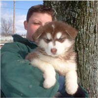 Hudson's Malamutes - Alex with Hudsons Alaskan Malamute puppies