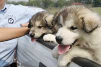 Hudson's Malamutes - Sparkle and Tooter - Hudson's puppies waiting for filming to begin