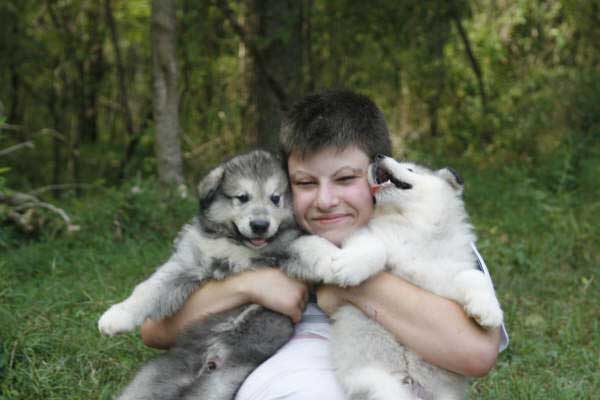 Hudson's Malamutes - Sparkle and Tooter - Alex with puppies prior to filming