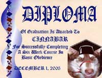Hudsons Malamutes - Cinnabar  Basic Obedience Graduate