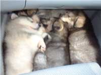 Hudson's Malamutes - Tired movie star Hudson's puppies on the way home after their big day in the spotlight