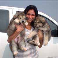 Hudson's Malamutes - Christian Pitre (Adult Sparkle)  with Hudson's puppies at the movie Sparkle and Tooter