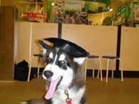 Hudsons Malamutes - Bandit - Puppy Kindergarten graduate