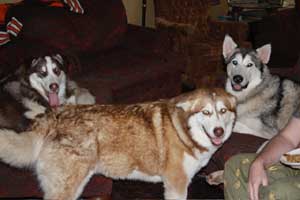 Hudsons Malamutes - Gumbo and Beignet and Mia