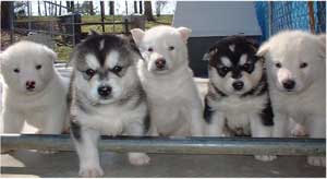 Hudsons Malamutes -  Puppies, puppies, puppies!