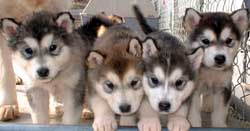 Hudsons Malamutes -  Puppies, puppies, puppies!