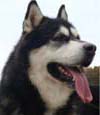 Hudsons Ace -  Black/White Alaskan Malamute