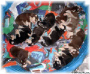 Hudsons Malamutes - boatload of puppies