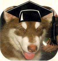 Hudsons Malamutes - Cinnabar - Puppy Kindergarten graduate