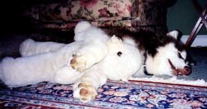 Hudsons Malamutes - Puppy and stuffed bear naptime