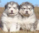 Hudson's Malamutes - Adorable Gray Fluffy Puppy! - A Puppy is a big investment. You have to have love and understanding. You have to have a commitment to training.