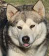 Hudsons Zurry  Silver/White Alaskan Malamute